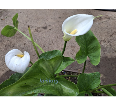 Кала ефіопська біла (Calla aethiopica)